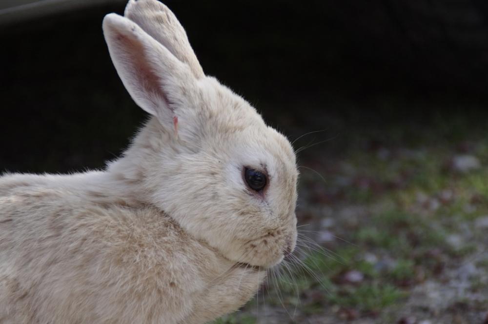 Rabbit Hare Natural Wild Animals Wild Rabbit Rabbit Hare Natural Wild Animals Wild Rabbit