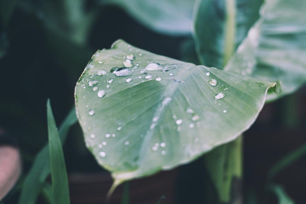 Rain Drop Of Water Raindrop Leaf Nature Drip Rain Drop Of Water Raindrop Leaf Nature Drip