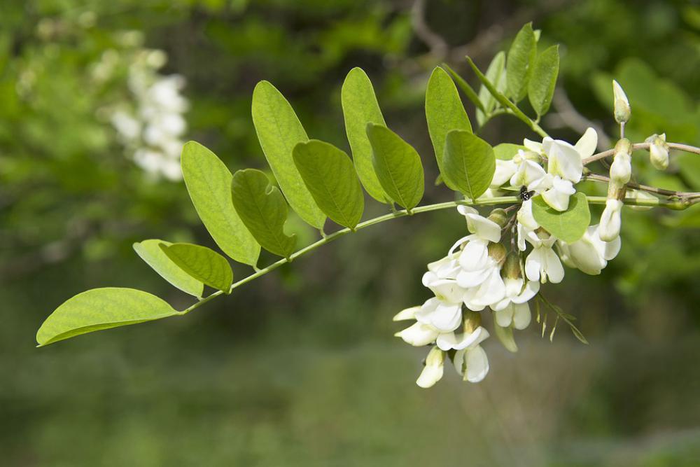 Rameau Acacia Flowers Spring Nature White Green Rameau Acacia Flowers Spring Nature White Green