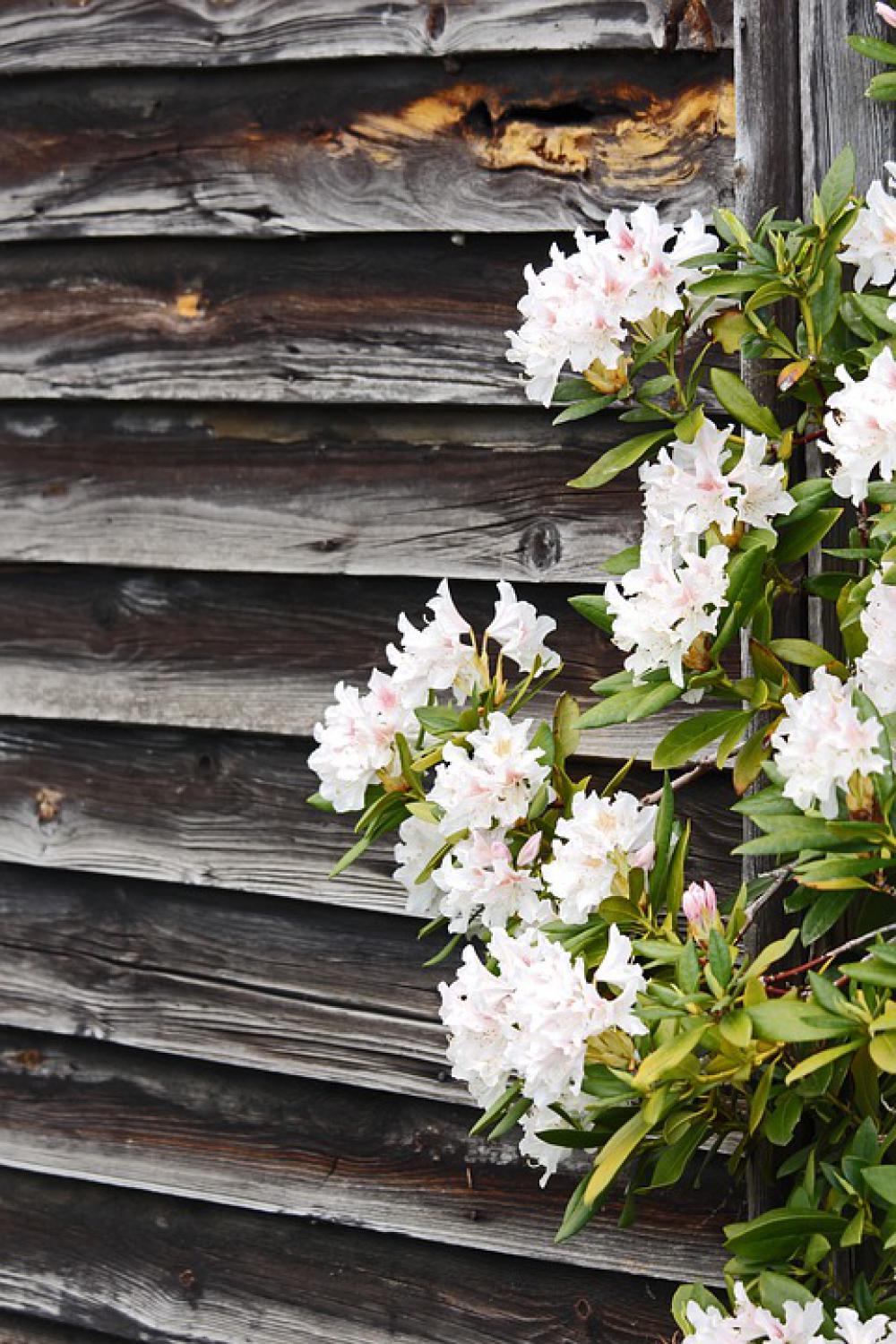 Rhododendron Wooden Wall Spring Garden Nature Rhododendron Wooden Wall Spring Garden Nature