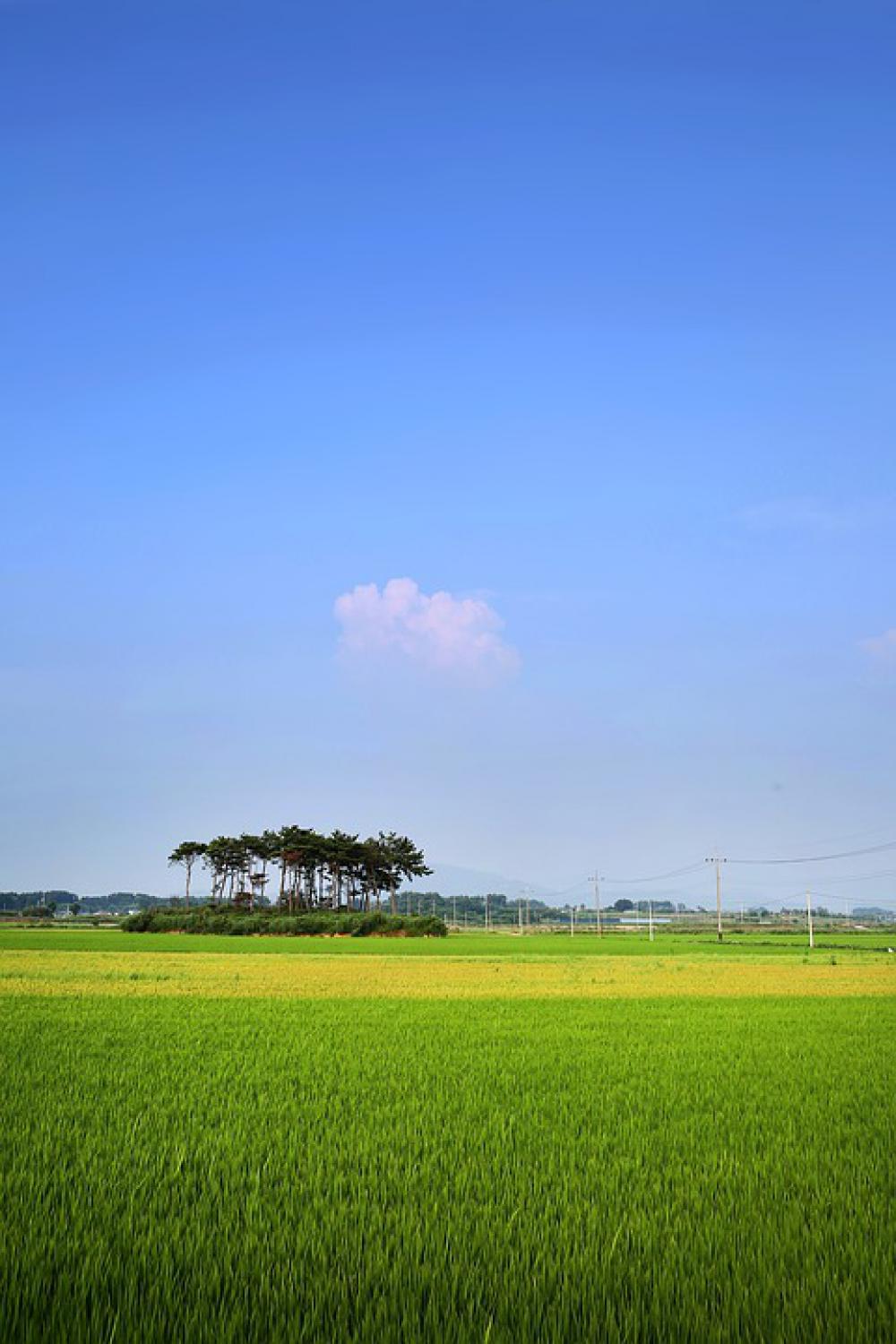 Rice Paddies Ch Rural Landscape Field Nature S Rice Paddies Ch Rural Landscape Field Nature S