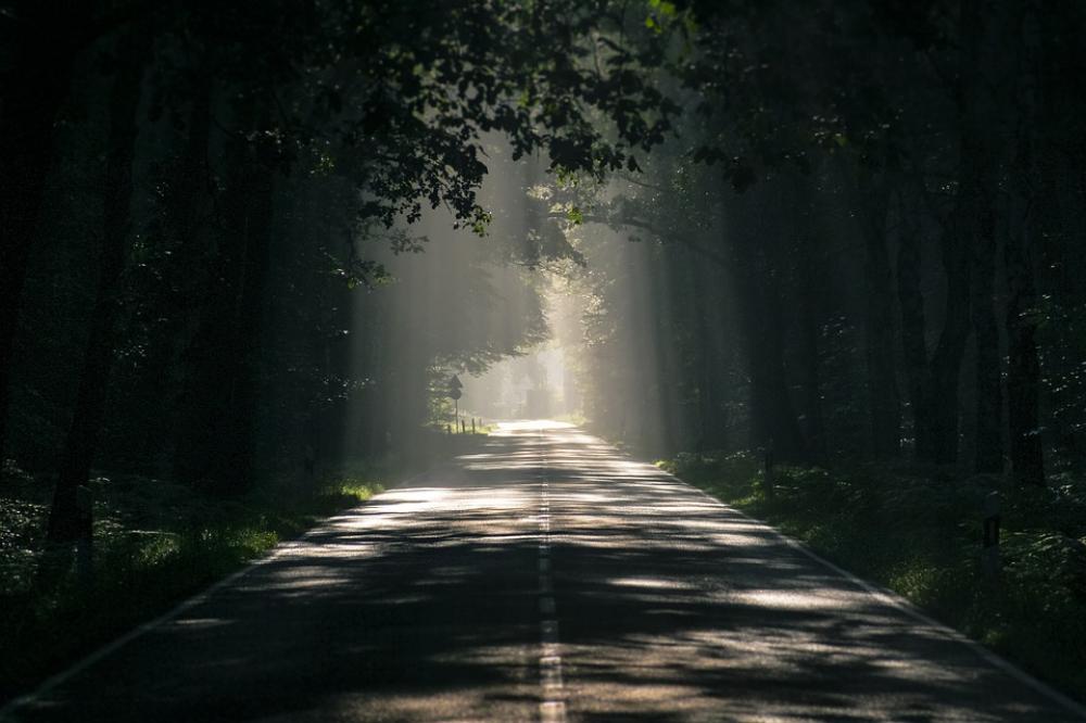 Road Avenue Trees Mood Tree Lined Avenue Asphalt Road Avenue Trees Mood Tree Lined Avenue Asphalt