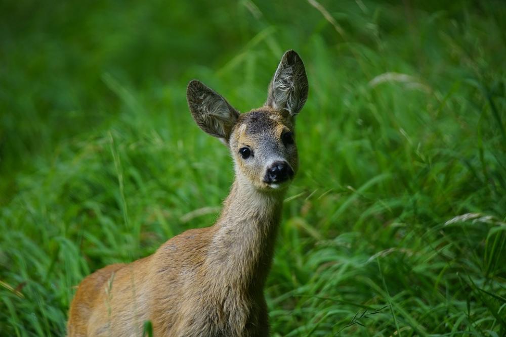 Roe Nature Park Animal World Animal Wild Mammal Roe Nature Park Animal World Animal Wild Mammal