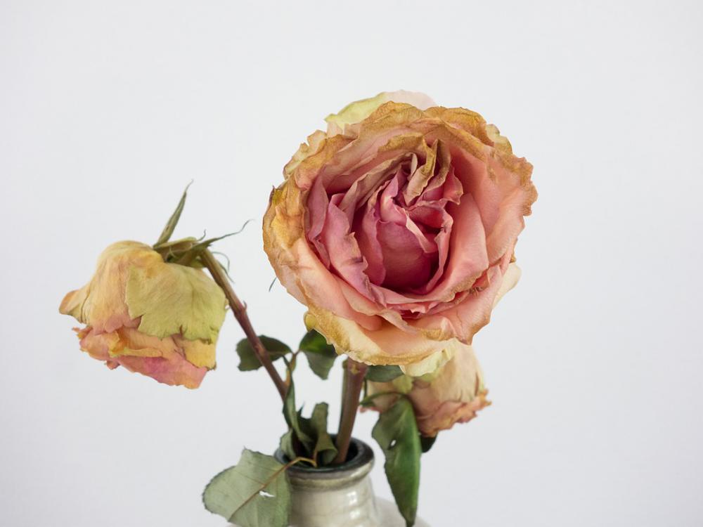 Rose Transient Vintage Flower Transience Faded Rose Transient Vintage Flower Transience Faded