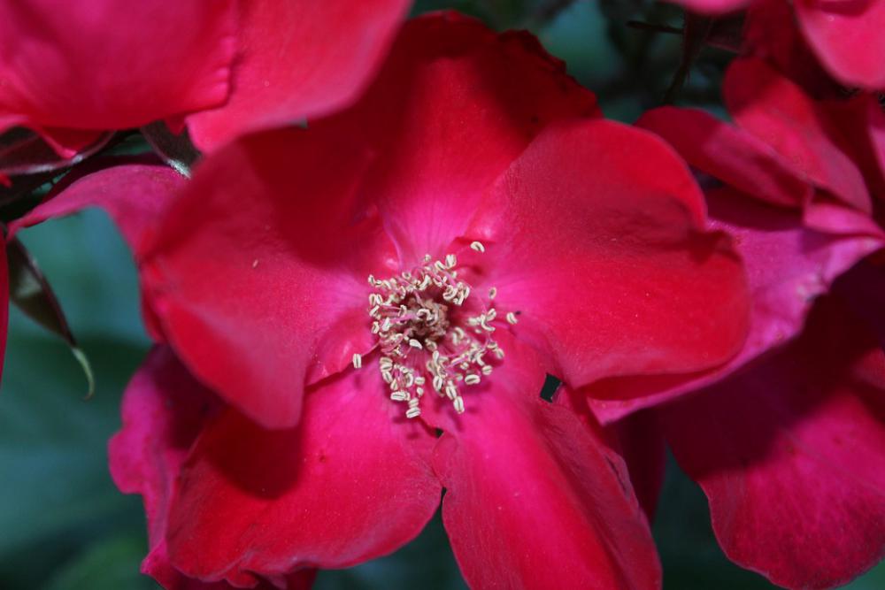 Rose Macro Close Red Flower Nature Love Blossom Rose Macro Close Red Flower Nature Love Blossom