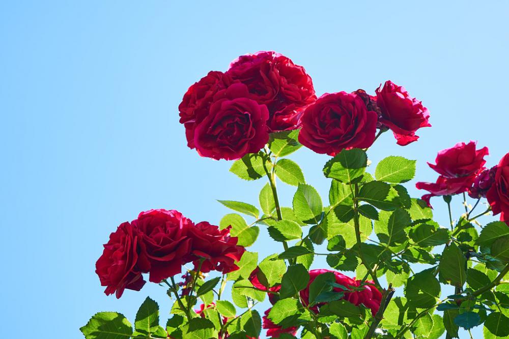 Rose Flower Nature Romantic Red Color Smell Rose Flower Nature Romantic Red Color Smell
