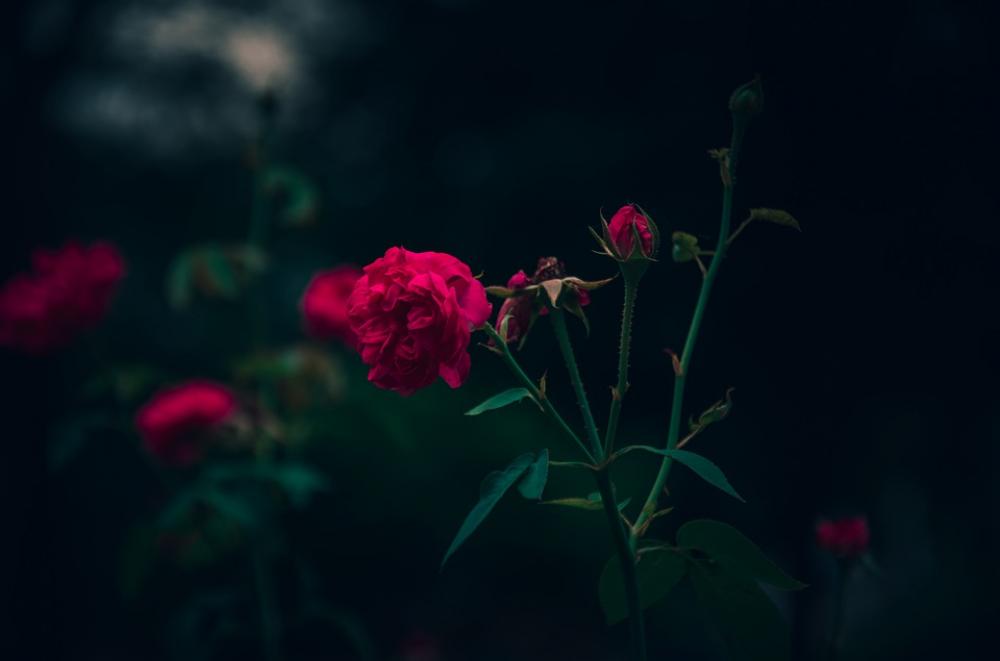 Rose Flower Blooming Red Rose Background Rose Flower Blooming Red Rose Background
