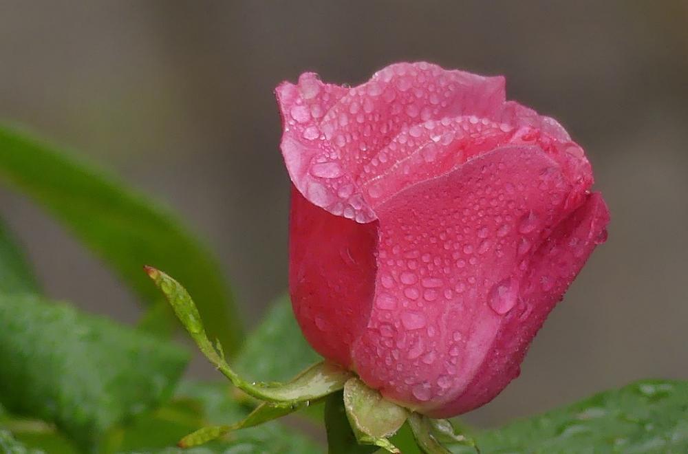 Rose Drip Flower Blossom Bloom Drop Of Water Rose Drip Flower Blossom Bloom Drop Of Water