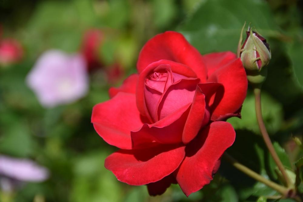 Rose Red Plants Garden Flowering Beautiful Rose Red Plants Garden Flowering Beautiful
