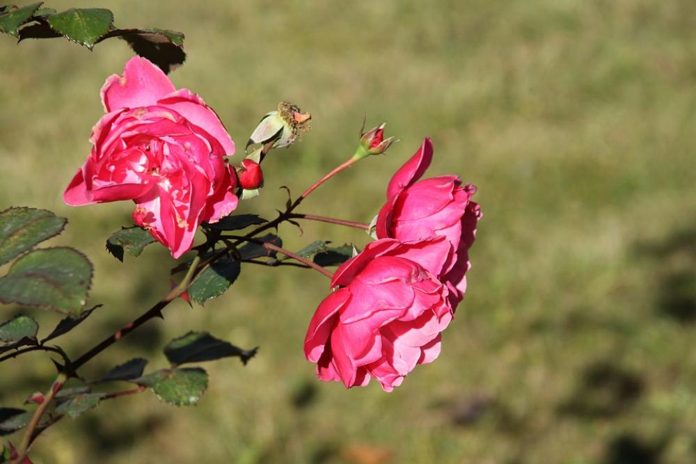 Rose Roses Flower Nature Pink Red Garden Petals Rose Roses Flower Nature Pink Red Garden Petals