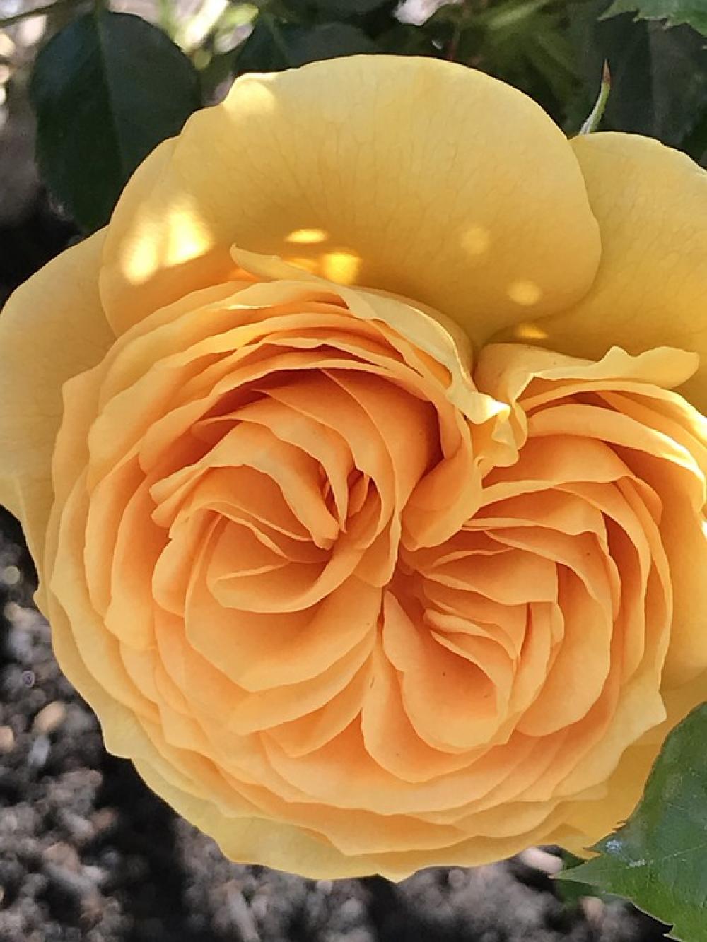 Rose Yellow Flower Blossom Floral Garden Rose Yellow Flower Blossom Floral Garden