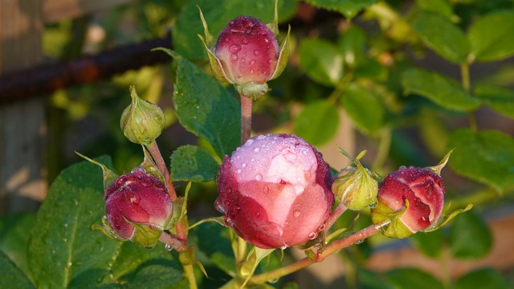 Roses Garden Spring Nature Roses Garden Spring Nature