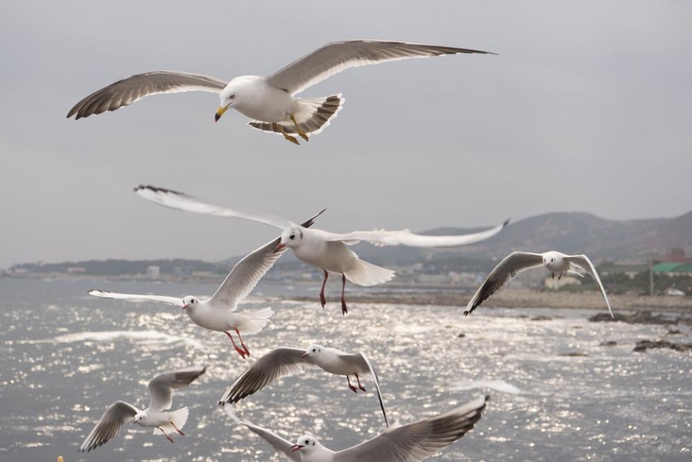 Seagull Sea Birds Flight Wing Freedom Water Seagull Sea Birds Flight Wing Freedom Water
