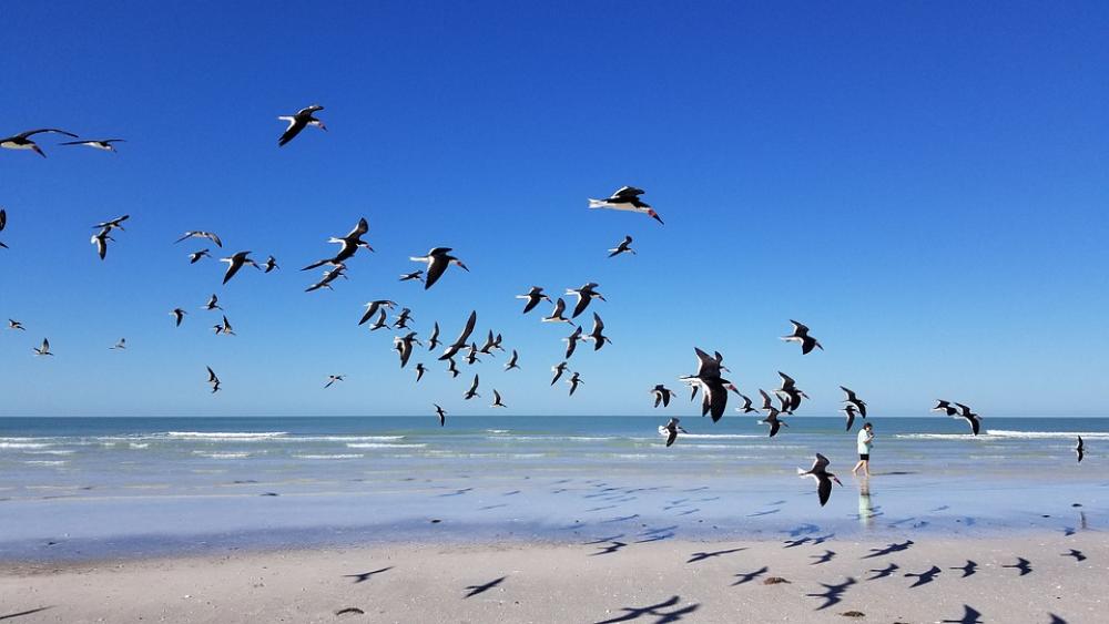 Seagull Beach Bird Summer Coast Seaside Nature Seagull Beach Bird Summer Coast Seaside Nature