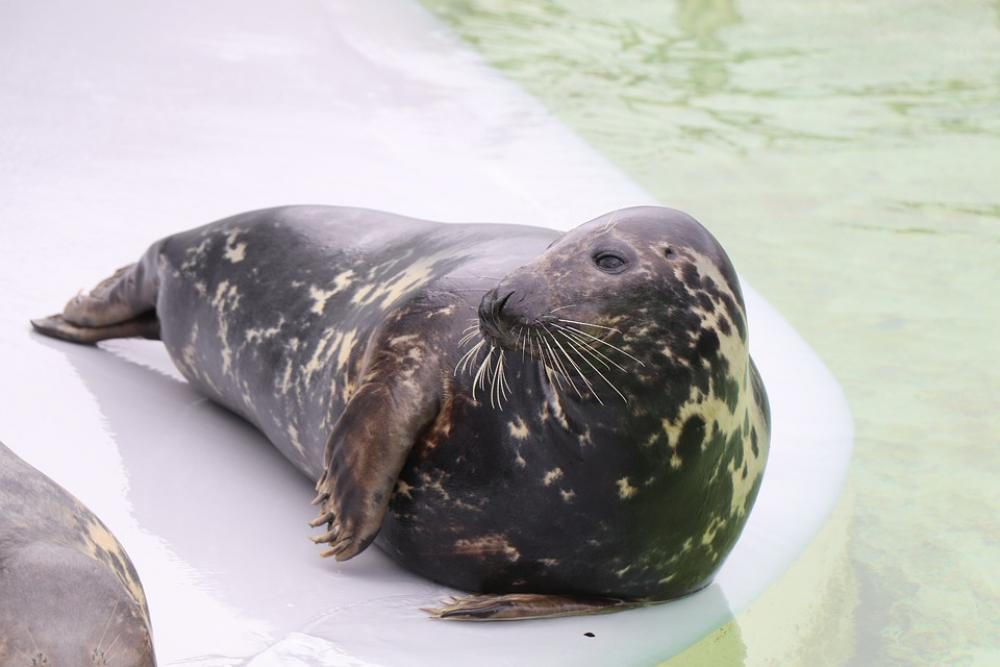 Seal Robbe Meeresbewohner North Sea Water Mammal Seal Robbe Meeresbewohner North Sea Water Mammal