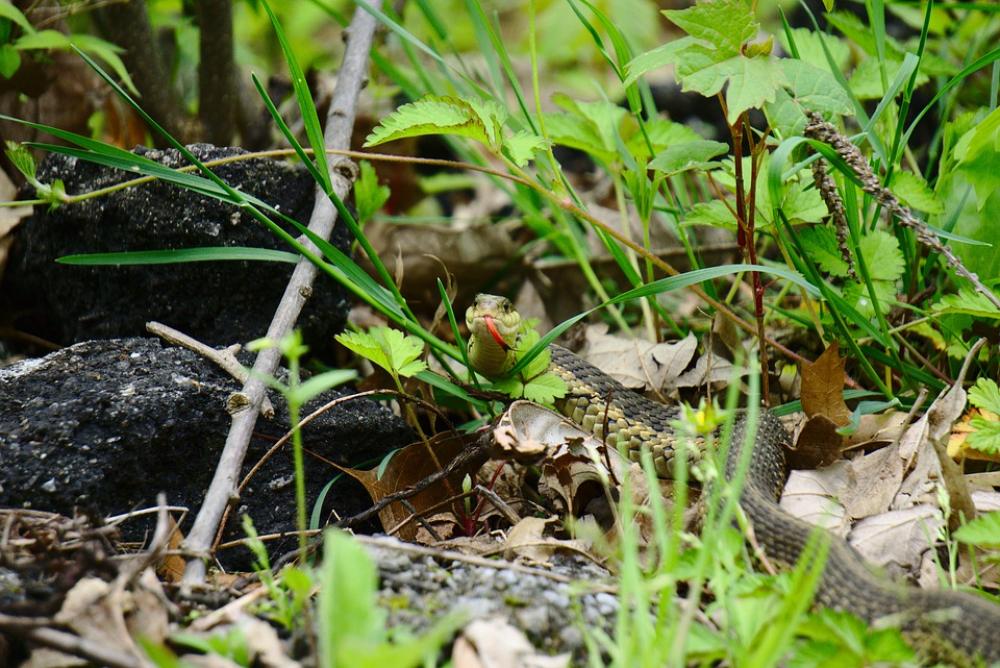 Snake Garter Snake Detroit Belle Isle Reptile Snake Garter Snake Detroit Belle Isle Reptile