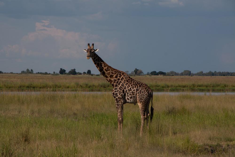 South Africa Safari Nature Giraffe Sky Landscape South Africa Safari Nature Giraffe Sky Landscape