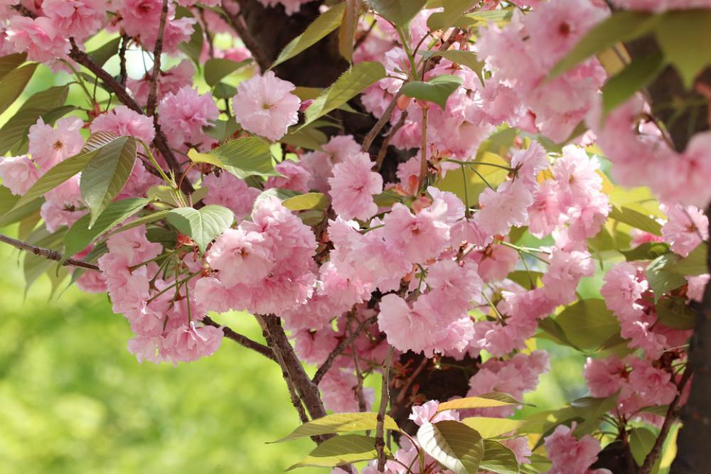 Spring Spring Flowers Nature Flowers Plants Season Spring Spring Flowers Nature Flowers Plants Season