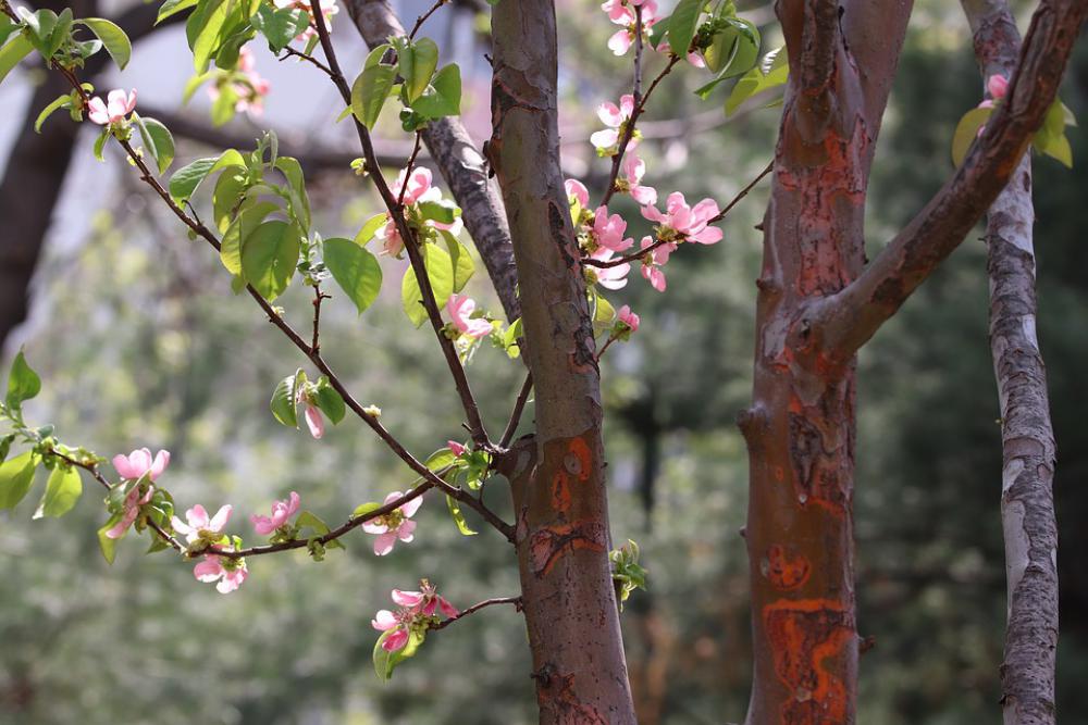 Spring Spring Flowers Nature Flowers Plants Season Spring Spring Flowers Nature Flowers Plants Season