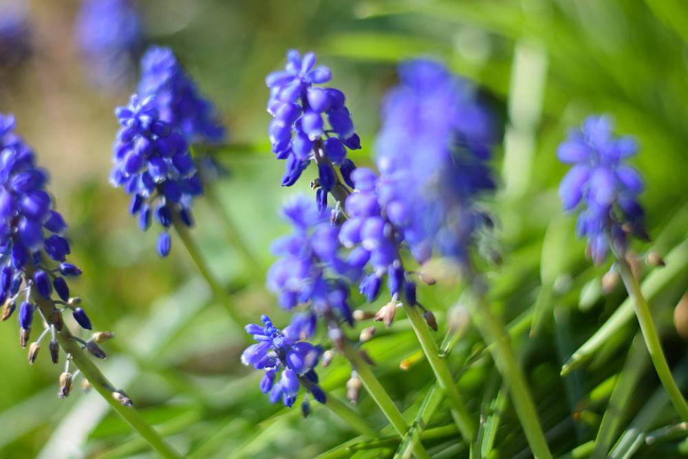 Spring Flower Nature Plant Blossom Bloom Summer Spring Flower Nature Plant Blossom Bloom Summer