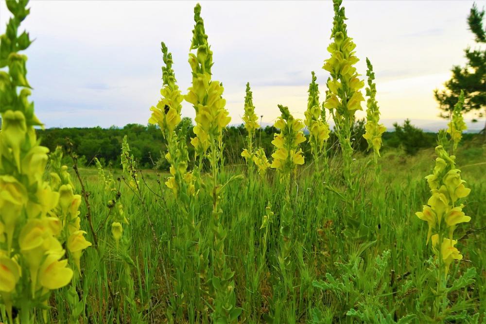 Spring Flowers Yellow Nature Plant Color Blooming Spring Flowers Yellow Nature Plant Color Blooming