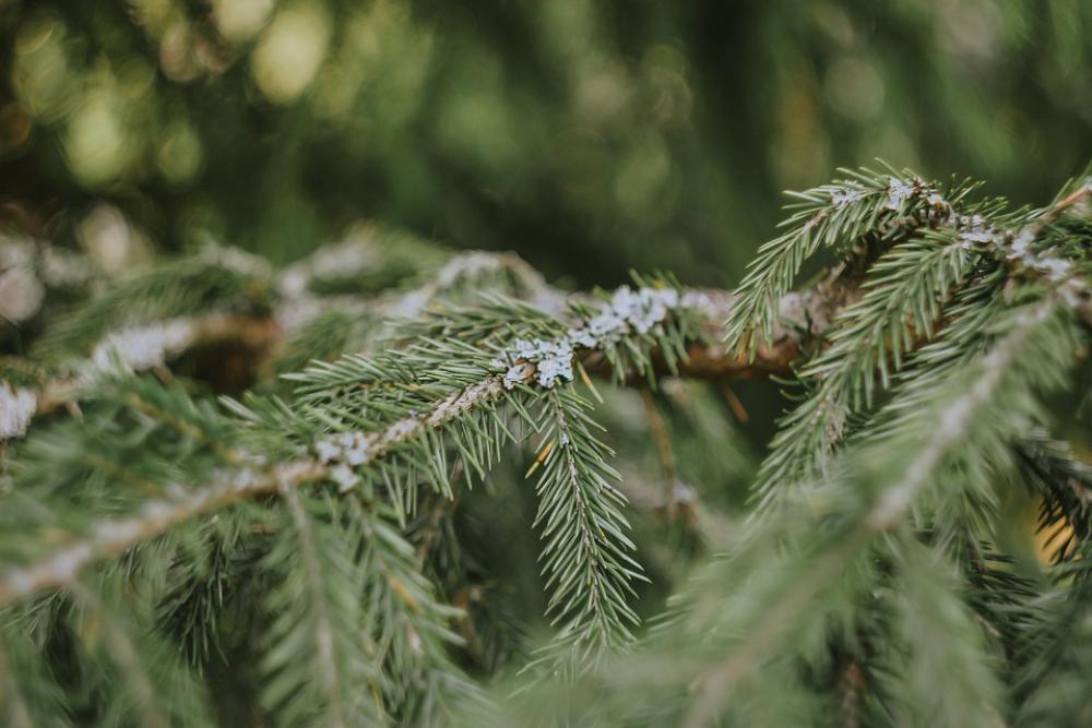 Spruce Tree Needles Branch Nature Plant Spruce Tree Needles Branch Nature Plant