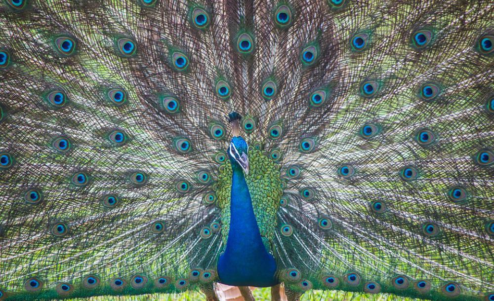 Sri Lanka Ceylon Peacock Wild Life Sri Lanka Ceylon Peacock Wild Life