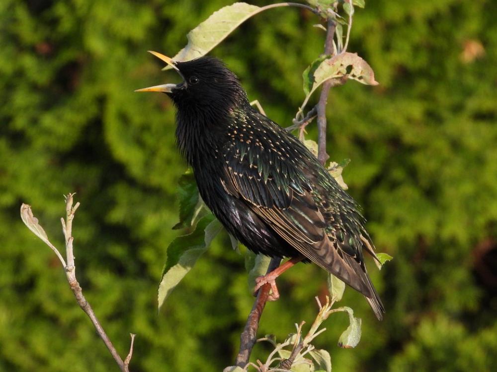 Starling Spring Jabłonka Bird Nature Animals Starling Spring Jabłonka Bird Nature Animals