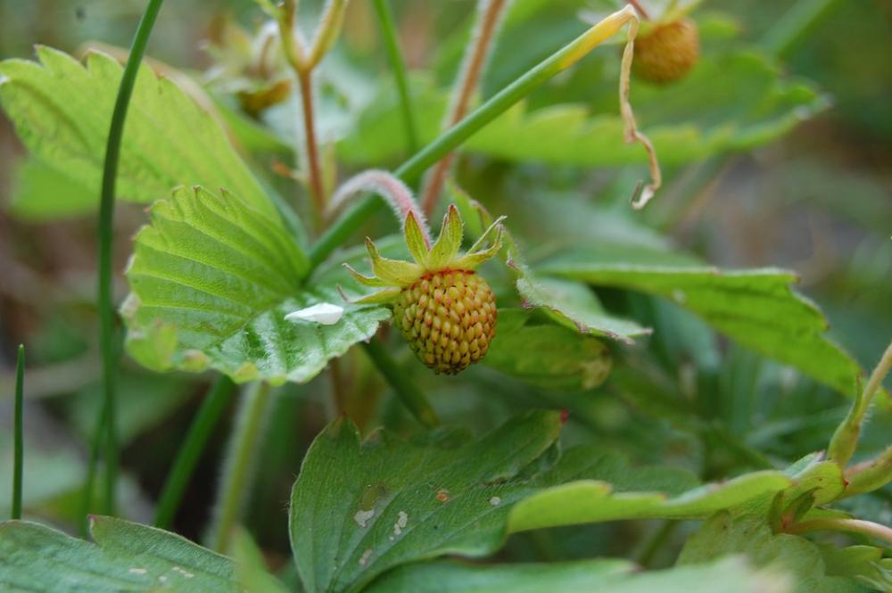 Strawberry Green Immature Fruit Garden Spring Strawberry Green Immature Fruit Garden Spring