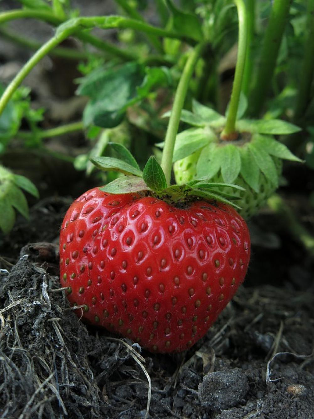Strawberry First Strawberry Fruit Red Delicious Strawberry First Strawberry Fruit Red Delicious