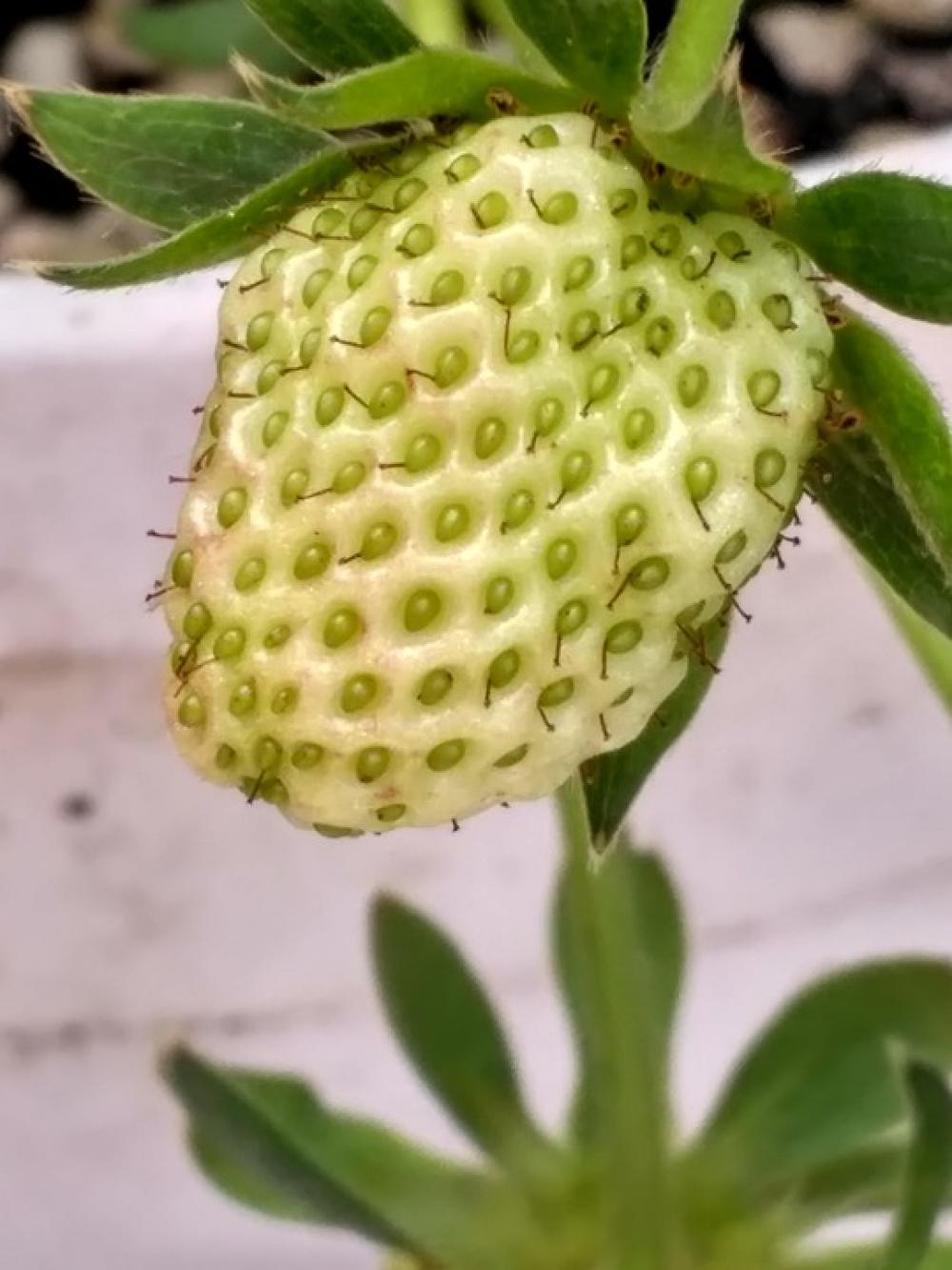 Strawberry Fruit Food Berry Fine Strawberry Fruit Food Berry Fine