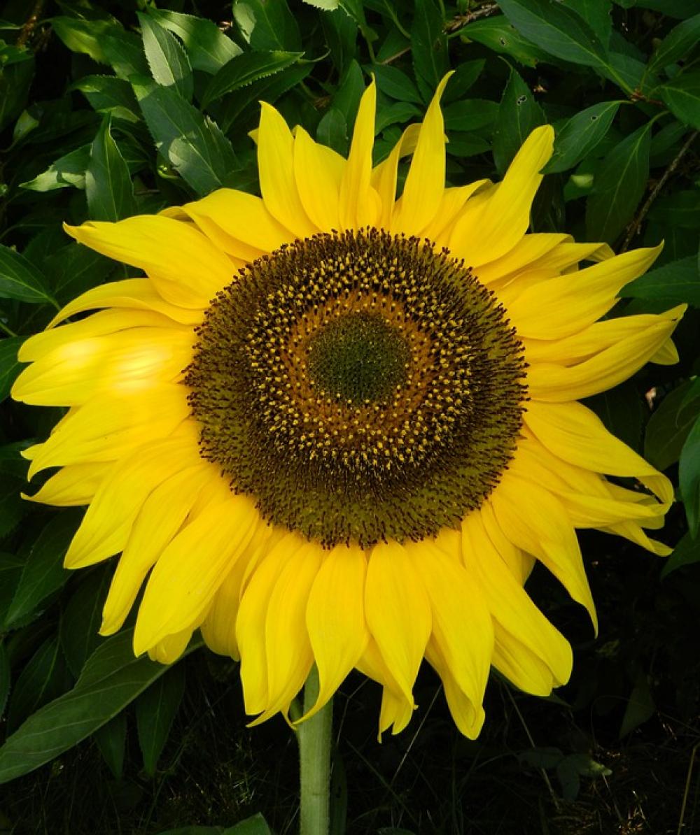 Sunflower Sun Garden Nature Blossom Bloom Flower Sunflower Sun Garden Nature Blossom Bloom Flower