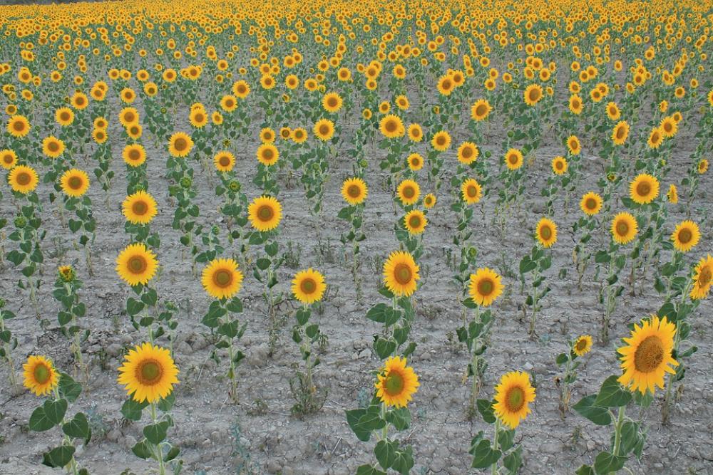 Sunflowers Field Cultivation Sunflower Yellow Sunflowers Field Cultivation Sunflower Yellow
