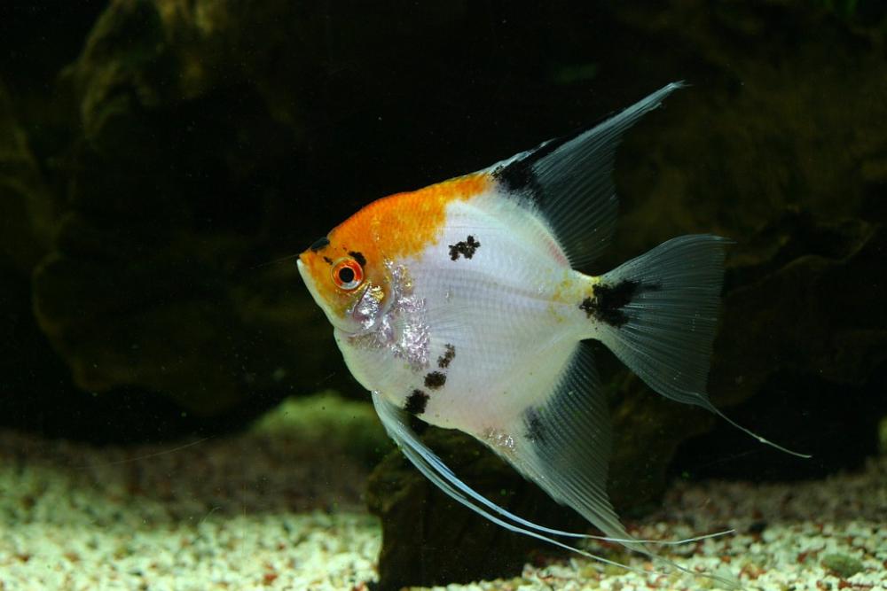 Tank Fish Tropical Aquarium Aquatic Tank Fish Tropical Aquarium Aquatic
