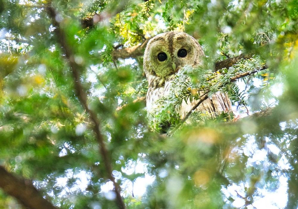 Tawny Owl Owl Raptor Bird Plumage Tawny Owl Owl Raptor Bird Plumage
