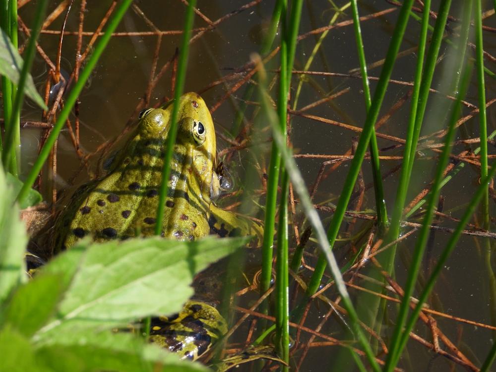 The Frog Lake Water Green Figure Animals Nature The Frog Lake Water Green Figure Animals Nature