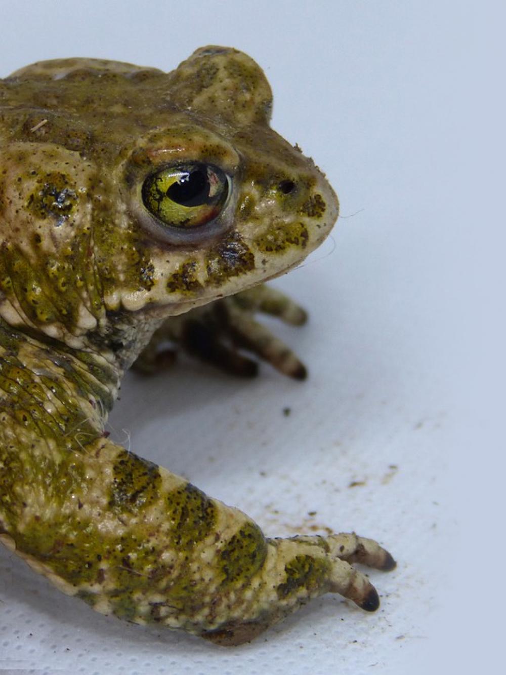 Toad Foreground Frog Batrachian Amphibious Detail Toad Foreground Frog Batrachian Amphibious Detail