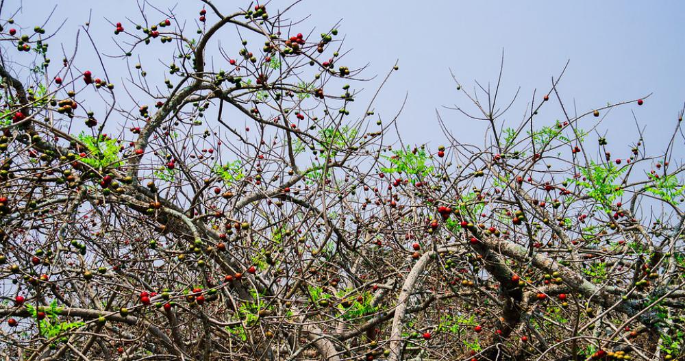 Tree Fruit Healthy Vitamins Berries Delicious Tree Fruit Healthy Vitamins Berries Delicious