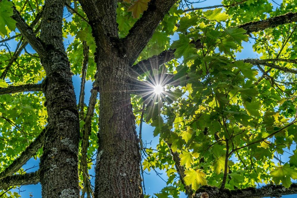 Tree Sunlight Broken Plenty Of Natural Light Nature Tree Sunlight Broken Plenty Of Natural Light Nature