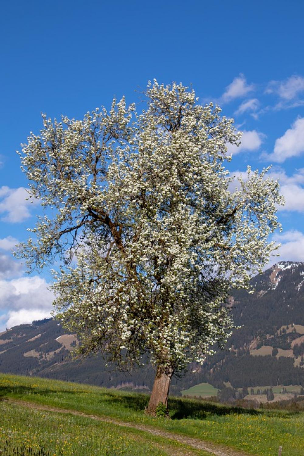 Tree Flowers Away Landscape Nature Mountains Sky Tree Flowers Away Landscape Nature Mountains Sky