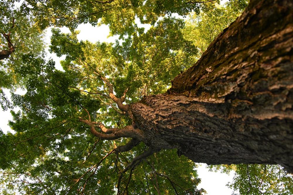Tree Sunshine Forest Bark Nature Tree Sunshine Forest Bark Nature