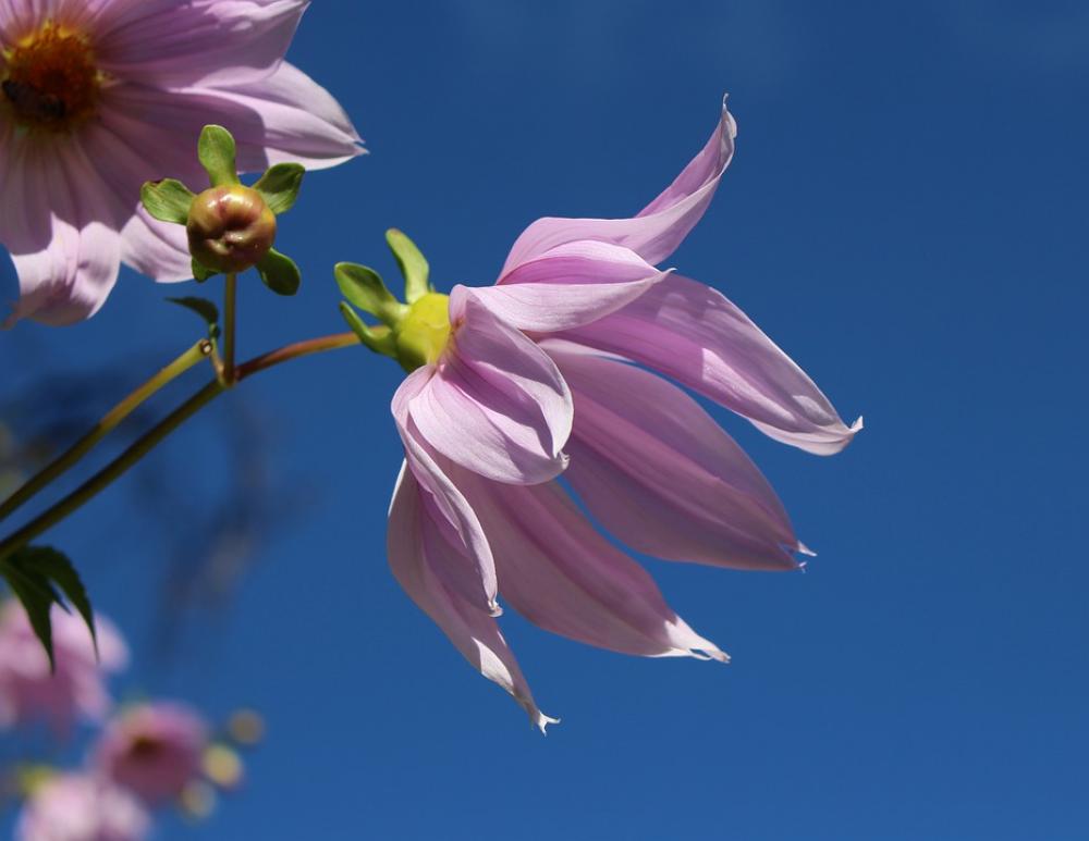 Tree Dahlia Flower Pink Garden Blue Sky Autumn Tree Dahlia Flower Pink Garden Blue Sky Autumn