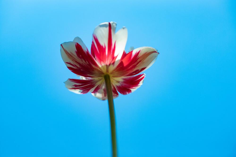 Tulip Blue Spring Nature Flower Easter Plant Tulip Blue Spring Nature Flower Easter Plant