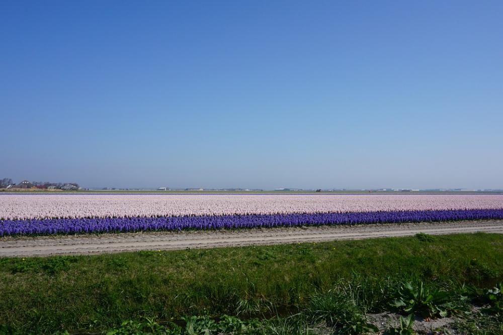 Tulips North Of The Netherlands Landscape Sky Tulips North Of The Netherlands Landscape Sky