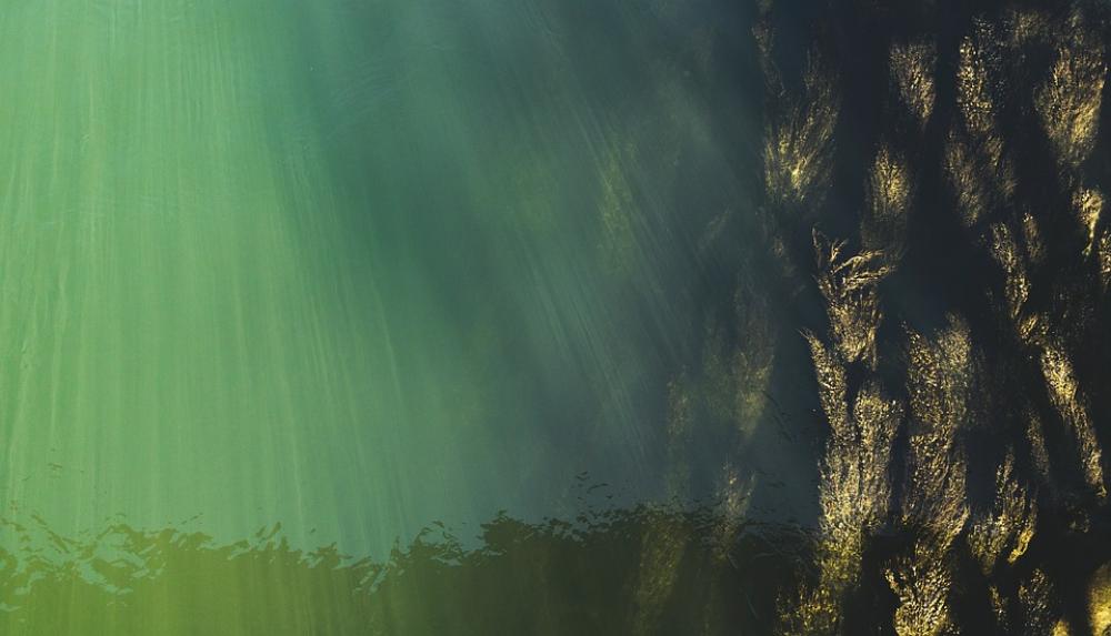 Underwater Top View Water Surface Seaweed Underwater Top View Water Surface Seaweed