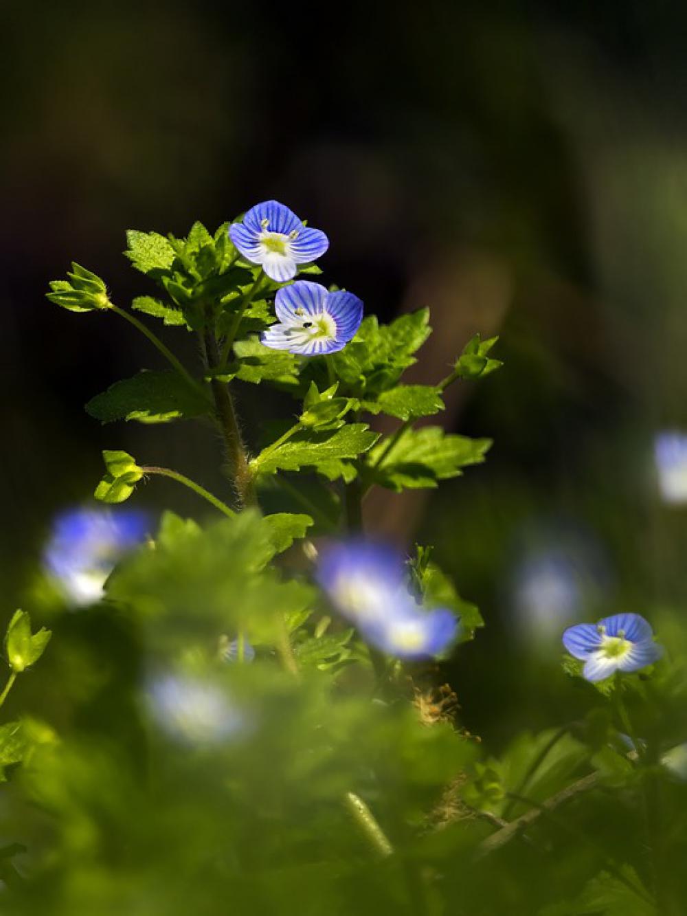 Véronique Flower Blue Spring Plants Véronique Flower Blue Spring Plants