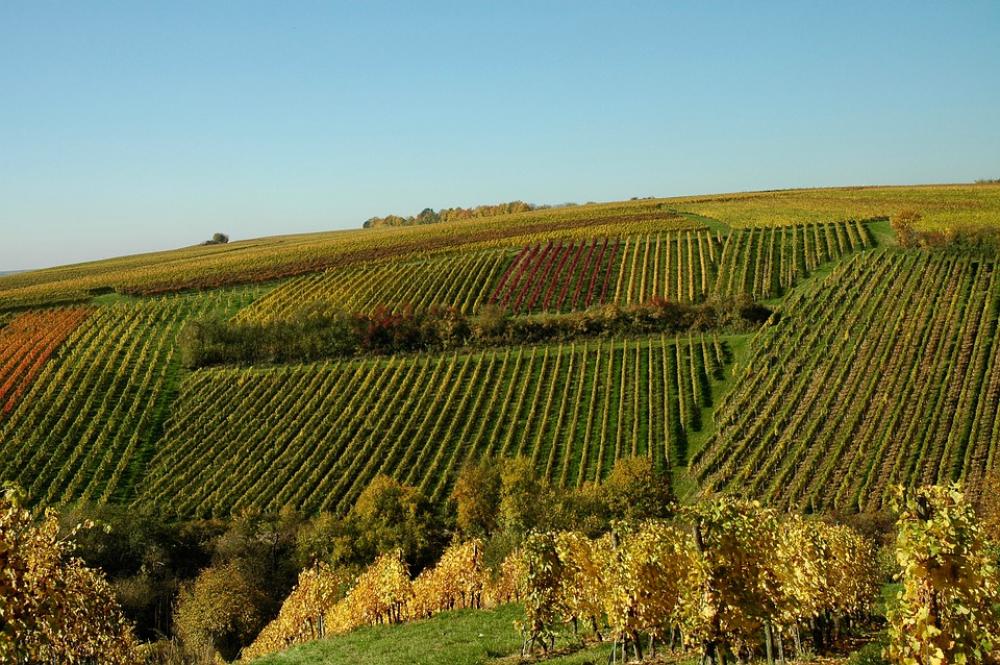 Vines Autumn Wine Winegrowing Grapes Vine Vines Autumn Wine Winegrowing Grapes Vine