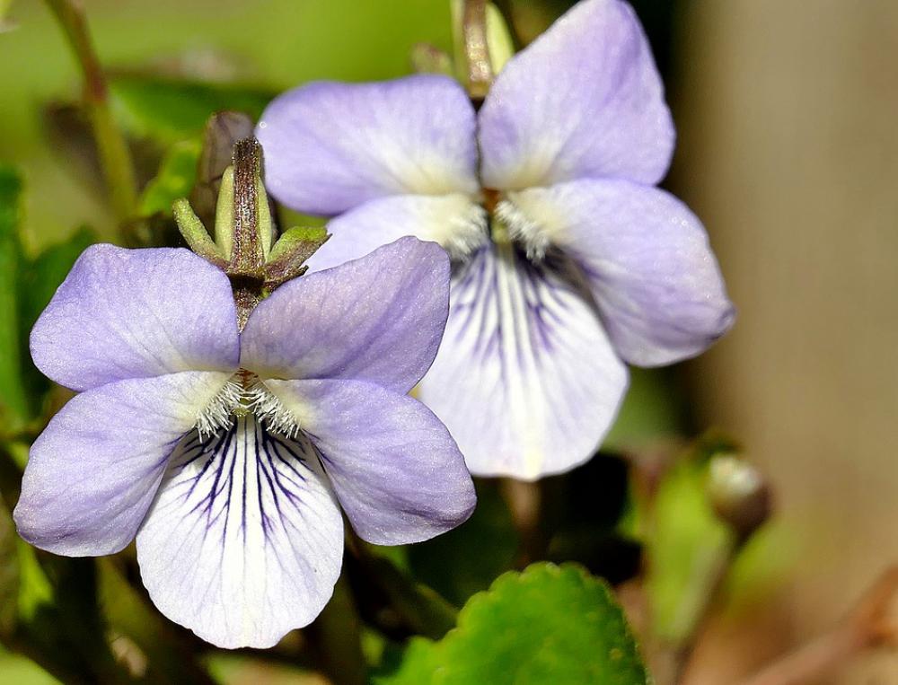Violet Forest Spring Blossom Bloom Wald Violet Violet Forest Spring Blossom Bloom Wald Violet