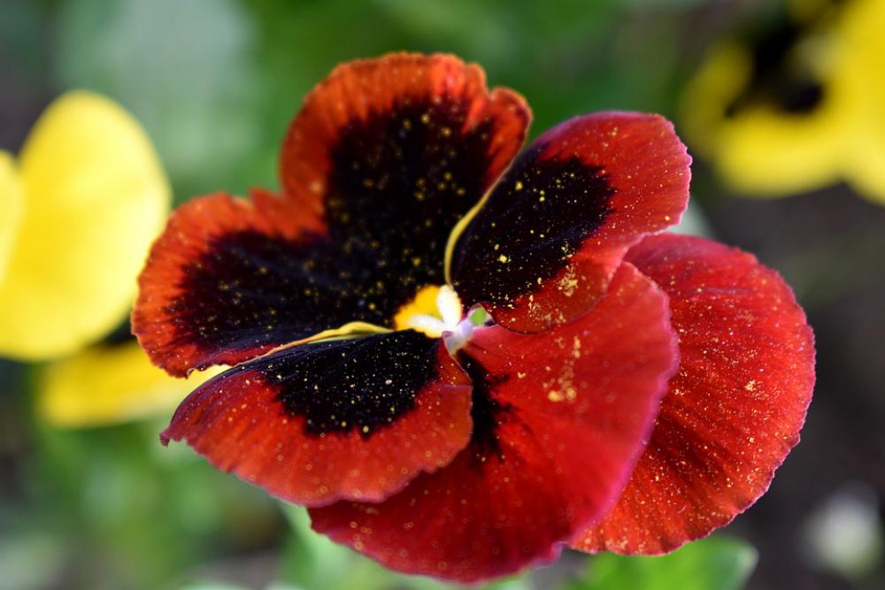 Violet Red Colors Flower Spring Violet Red Colors Flower Spring