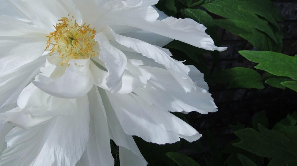 White Peony Flower Peony Blossom Spring White Peony Flower Peony Blossom Spring